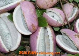 网红博主吃八月瓜