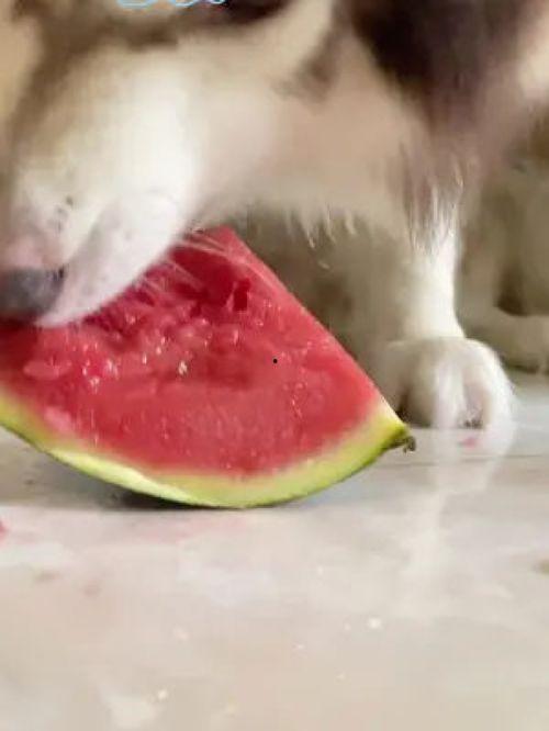 网红吃瓜狗子图片表情包,吃瓜狗子的搞笑瞬间