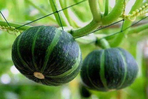 内蒙吃瓜网红是谁呀图片,揭秘草原美食新风尚