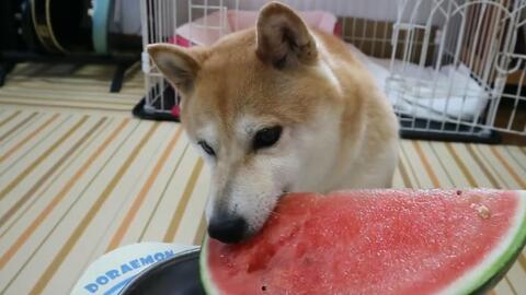 香香和爱犬的日常吃瓜网,香香与爱犬的欢乐吃瓜日常