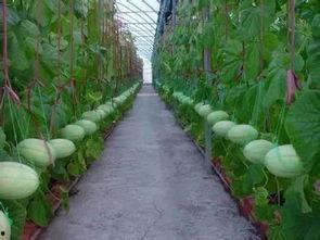 网红吃瓜群靠什么盈利了,揭秘其盈利之道