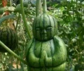 凯里网红吃瓜事件真相,真相大白，网络舆论的反思