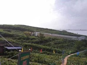 陇南成县网红吃瓜事件,一场网络狂欢背后的真相与反思