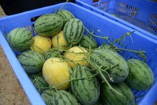 各种网红爆料吃瓜群,吃瓜群里的娱乐圈风云录