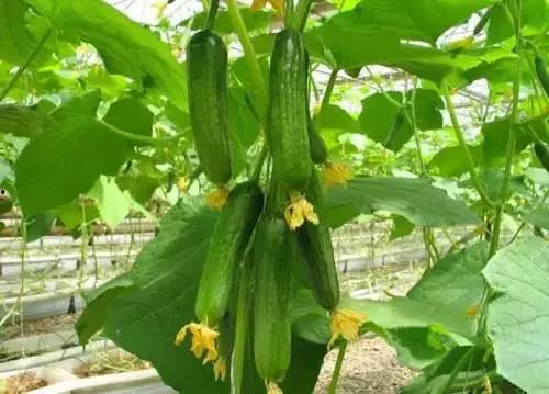 天津网红吃瓜事件,揭秘网络舆论的风暴与真相