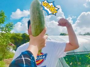 往期内容网红吃瓜视频,揭秘娱乐圈幕后故事