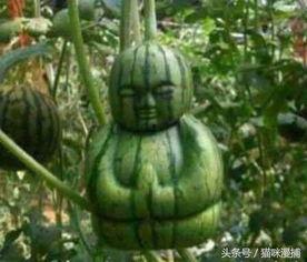 石狮网红吃瓜事件真相